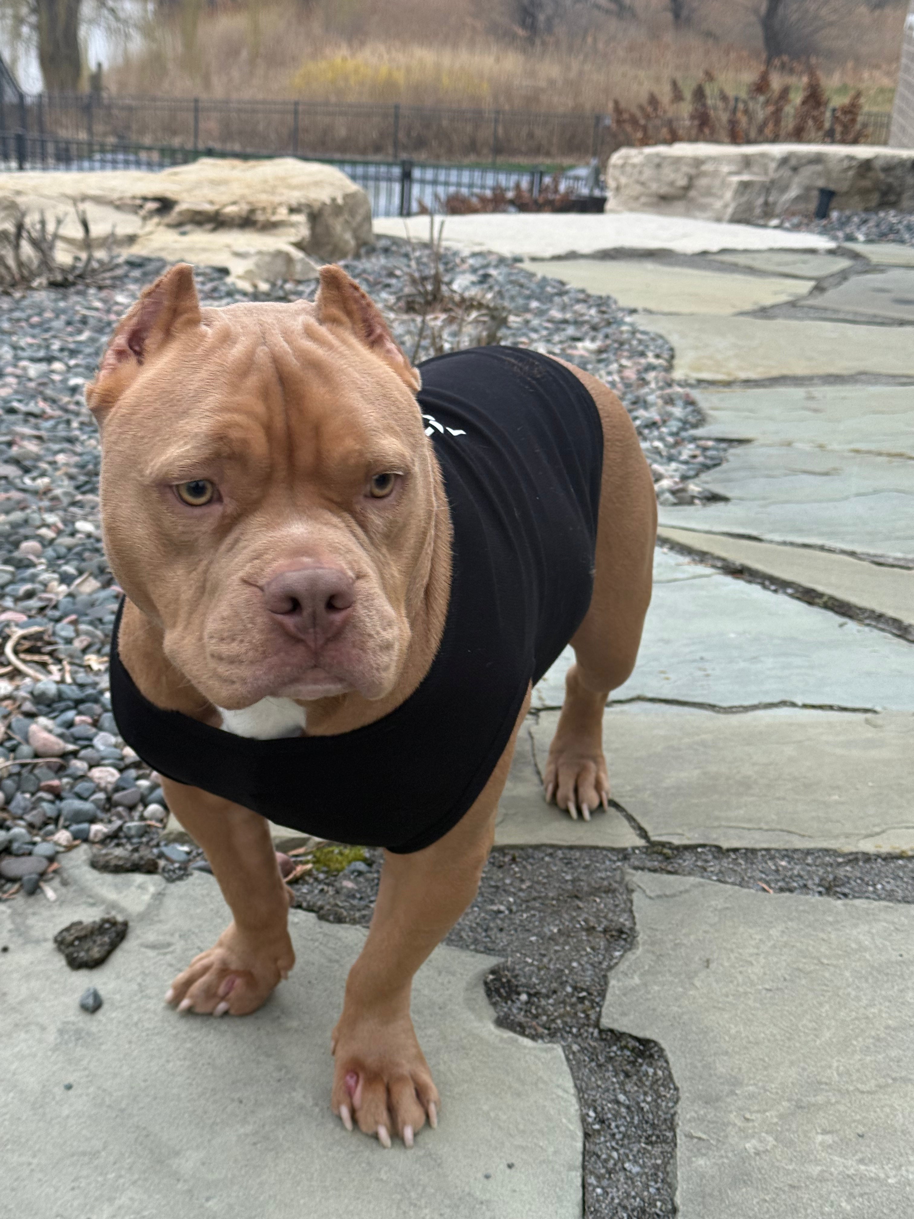 3902 - Dog wearing a black sleeve on a stone patio